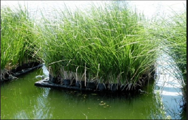 Công dụng lọc nước của cây sậy được đánh giá rất cao