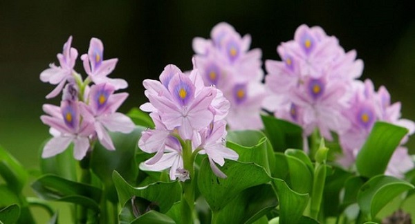 Các Loại Cây Có Tác Dụng Lọc Nước Hiệu Quả