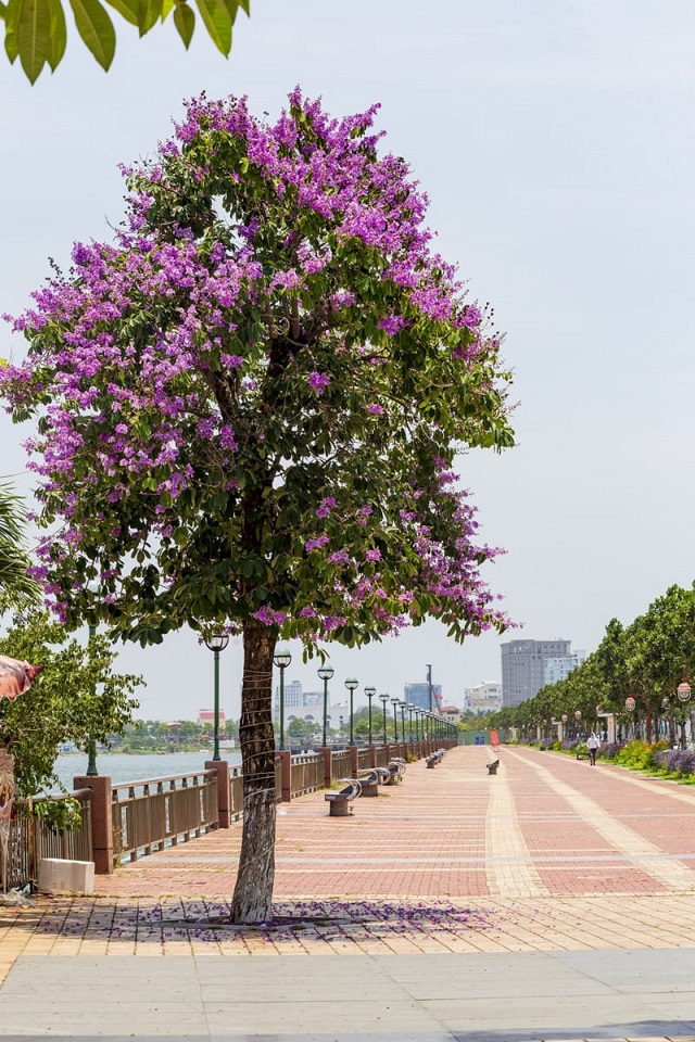 Các Loại Cây Công Trình Chịu Nắng Tốt - Sinh Trưởng Nhanh