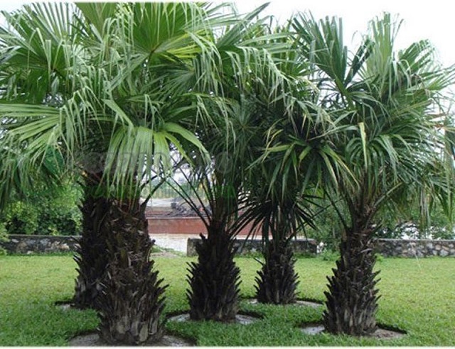 Các công trình nhằm tạo cảnh quan đẹp nên rất thích chọn cây cọ cảnh