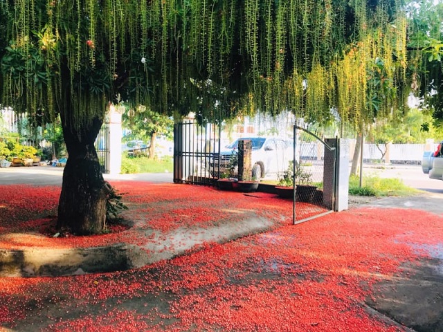 Lộc vừng cho bóng mát lớn, cây sinh trưởng mạnh nên được chọn để trồng làm cây bóng mát cho công trình