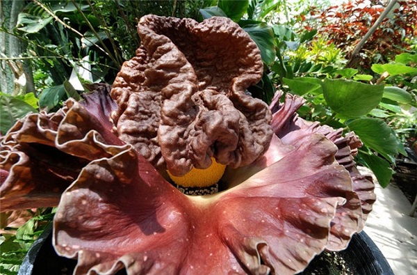 Hoa xác thối được bảo vệ bởi luật pháp bởi nó rất hiếm