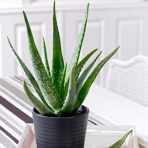 Cây lô hội có tác dụng lọc không khí, các chất độc hại rất hiệu quả