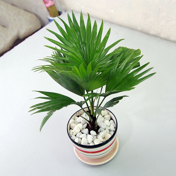 Trồng cây cọ cảnh trong nhà vệ sinh giống như bạn đang sử dụng máy khử mùi tự nhiên