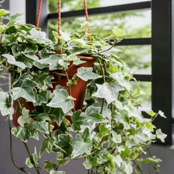 Thường xuân cũng là một trong những loại cây cảnh nhỏ thích hợp để trồng trong nhà vê sinh