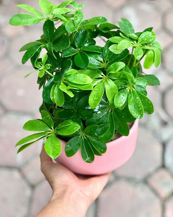 Có thể đặt 1 cây ngũ gia bì trong nhà vệ sinh để khử mùi hôi