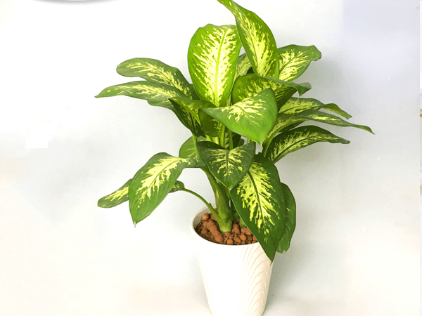 Vạn niên thanh có thể khử mùi và lọc sạch khí trong nhà vệ sinh