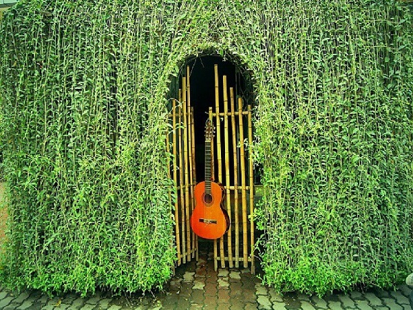 Các Loại Cây Dây Leo Chống Nắng Được Trồng Phổ Biến Nhất