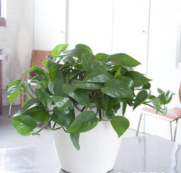 Cây Trầu bà được xem là loại cây cảnh dễ trồng nhất