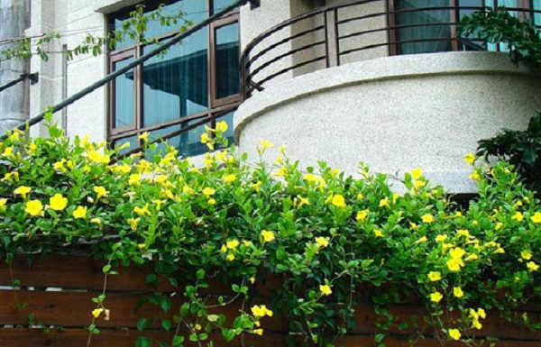 Hoa hoàng thảo mang đến cho ban công một vẻ đẹp ấn tượng