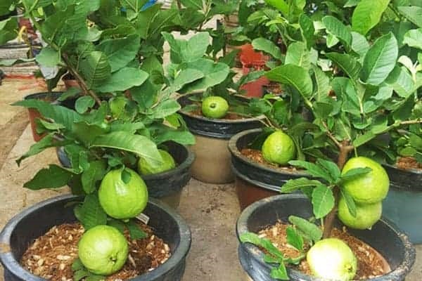 Các Loại Cây Dễ Trồng Trên Sân Thượng Bạn Có Thể Tham Khảo