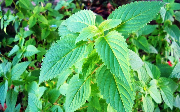 Cây kinh giới có công dụng tốt trong việc xua đuổi gián