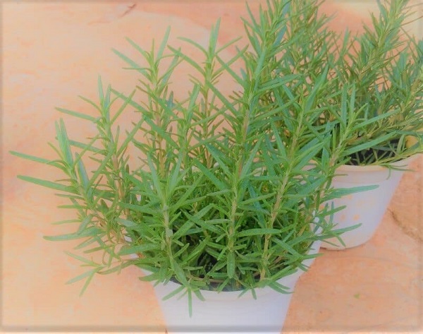 Các Loại Cây Đuổi Gián Hiệu Quả Nên Trồng Trong Nhà