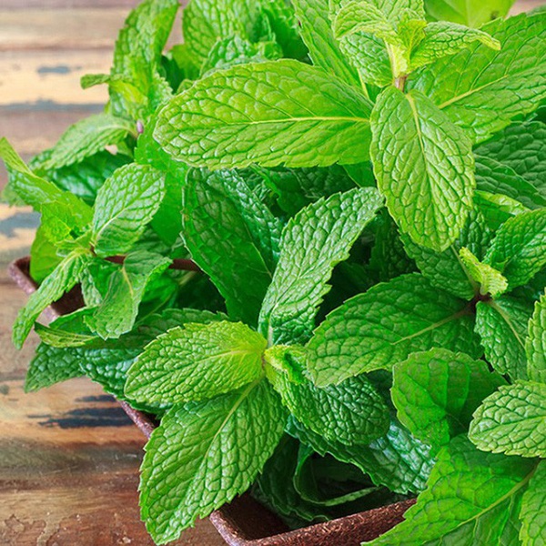 Các Loại Cây Đuổi Kiến Nào Được Trồng Nhiều Hiện Nay