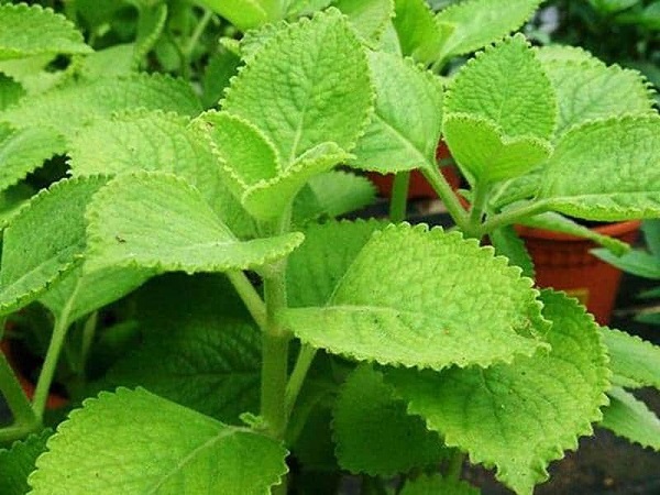 Hương thơm của cây húng chanh có công dụng tốt trong việc đuổi ruồi