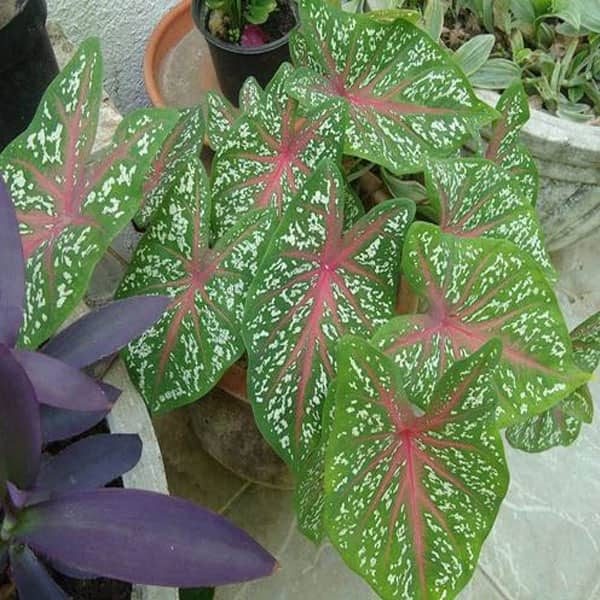 Nhựa của lá môn cảnh có thể làm da bạn bị kích ứng, ngứa đỏ