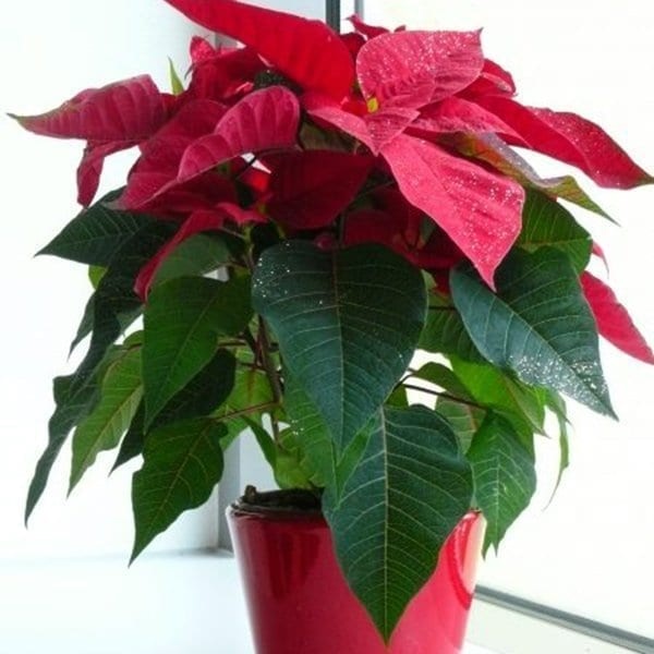 Cây trang nguyên có chứa chất gây kích ứng trên da, gây ngứa và sưng tấy