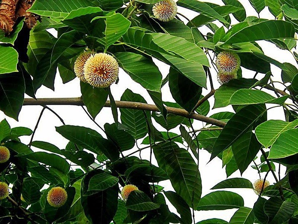 Trồng cây Gáo vàng có khả năng giữ đất hiệu quả