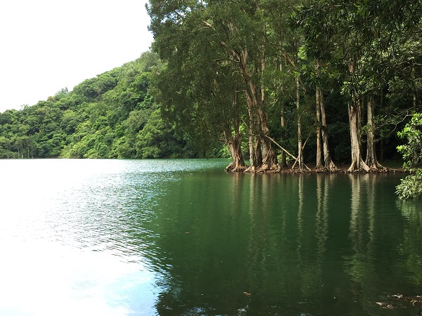 Cây tràm chua được đánh giá cao về khả năng giữ bờ đất