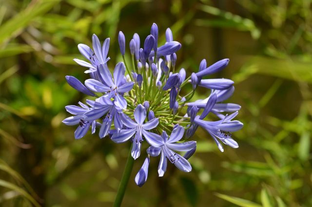 Hoa thanh anh hay hoa huệ sông Nile có màu tím nhạt tinh tế