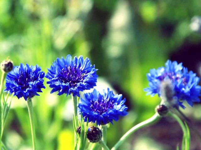 Hoa thanh cúc có màu tím xanh độc đáo