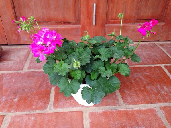 Hoa phong lữ thảo cũng là một trong những loại hoa ngắn ngày đẹp được ưa chuộng