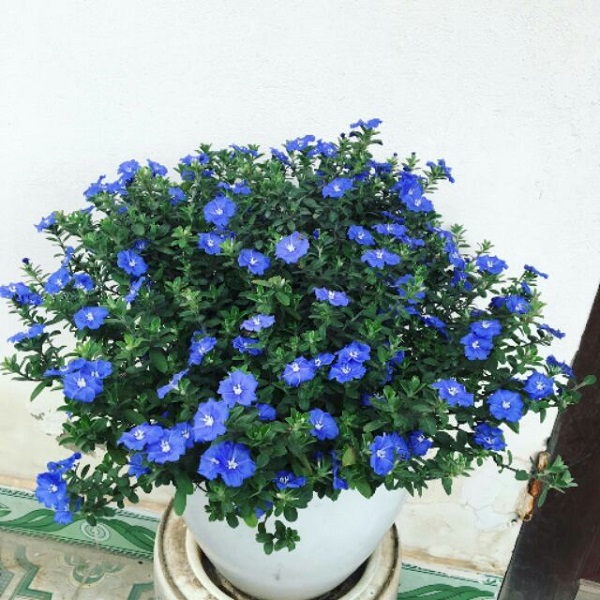 Các Loại Cây Hoa Ngắn Ngày Được Trồng Nhiều Hiện Nay