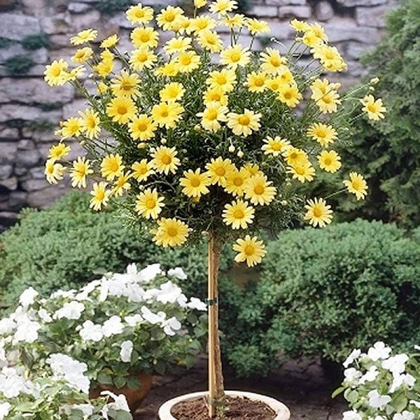 Các Loại Cây Hoa Thân Gỗ Được Trồng Nhiều Hiện Nay