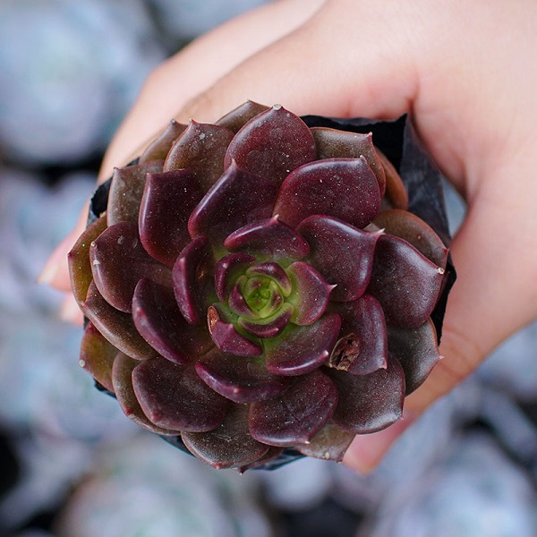 Sen đá nâu mang đến sự bình an và niềm vui cho người mệnh Thổ