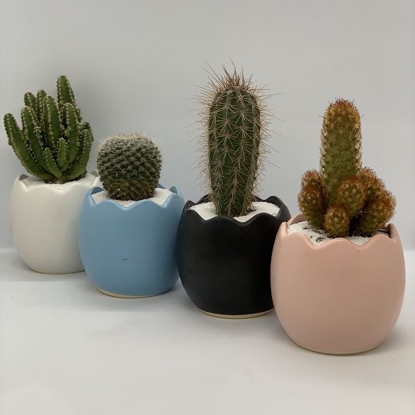 Các Loại Cây Hợp Mệnh Thổ Thu Hút Tài Lộc