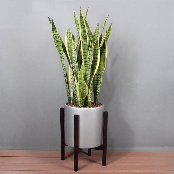 Cây Lưỡi Hổ sẽ giúp người mệnh Thổ tránh xa vận xui xẻo, tà khí