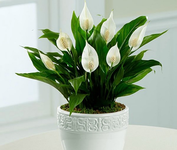 Công dụng lọc khí độc của cây Lan ý từ lâu đã được áp dụng