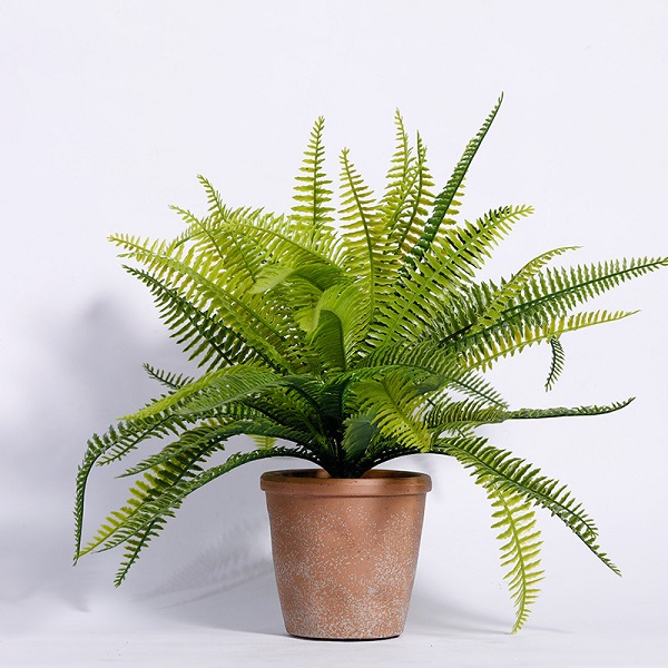 Các Loại Cây Hút Khí Độc Trồng Làm Cảnh Trong Nhà