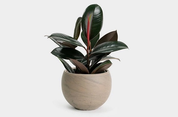 Cây đa búp đỏ có thể làm môi trường trở nên trong lành hơn