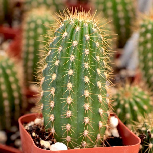 Các Loại Cây Hút Sóng Wifi Thanh Lọc Không Khí