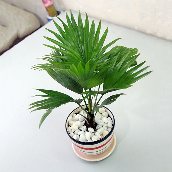 Cọ cảnh là loại cây có khả năng đi bức xạ từ sóng wifi