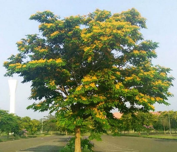 Những Loại Cây Ít Rụng Lá Trồng Để Tạo Bóng Mát