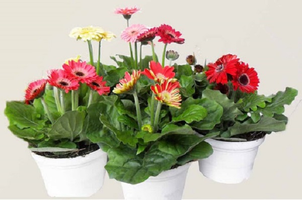 Cúc đồng tiền cũng có thể dùng để loại bỏ mùi hôi khó chịu của thuốc lá