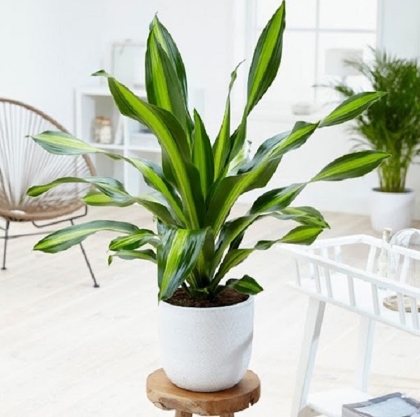 Thiết mộc lan có khả năng khử mùi hôi khó chịu cách hiệu quả