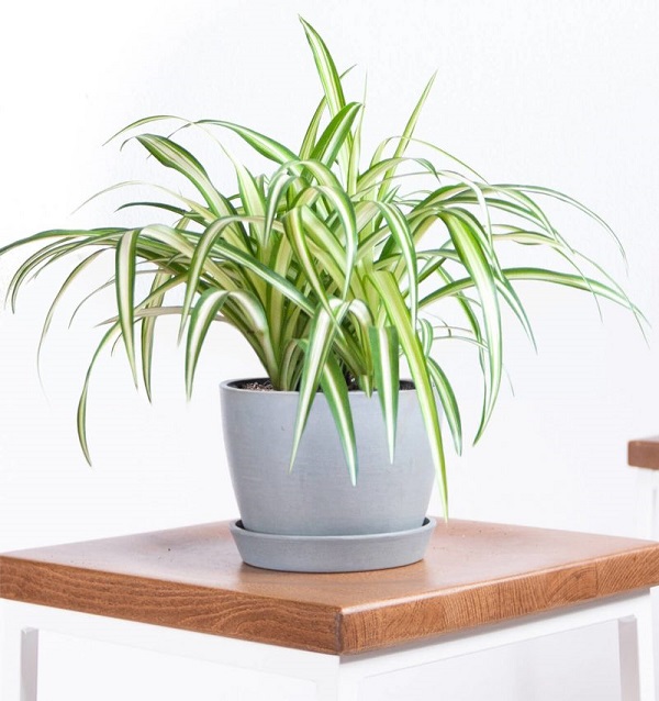 Cây dây nhện không chỉ lọc được không khí mà còn dùng để khử mùi thuốc lá khó chịu