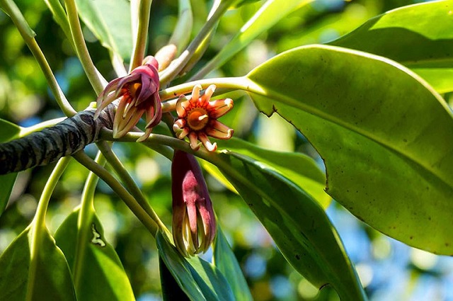 Các Loại Cây Kỳ Lạ Ở Việt Nam Có Thể Bạn Chưa Biết