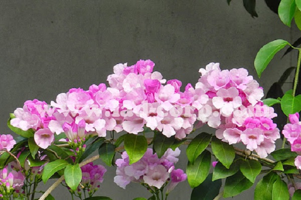 Hoa leo Ánh hồng là sự lựa chọn hoàn hảo cho hàng rào của bạn