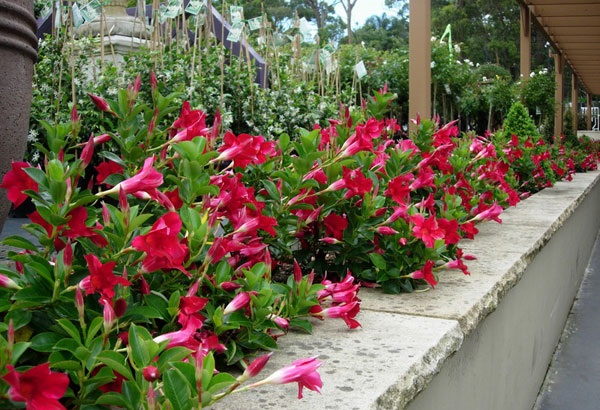 Rất nhiều gia chủ chọn hoa Trang Đài để trồng leo trên hàng rào