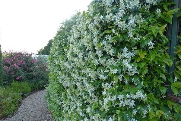 Hàng rào sẽ trở nên đẹp hơn khi có những hàng cây nhài leo