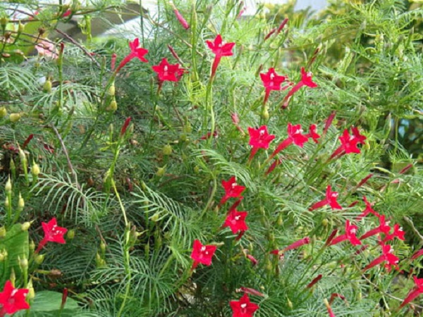 Các Loại Cây Leo Hàng Rào Đẹp - Chịu Nắng Tốt