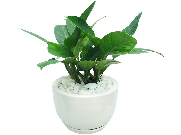 Đặt cây trầu bà trên bàn làm việc sẽ mang đến ý nghĩa phong thủy rất tốt