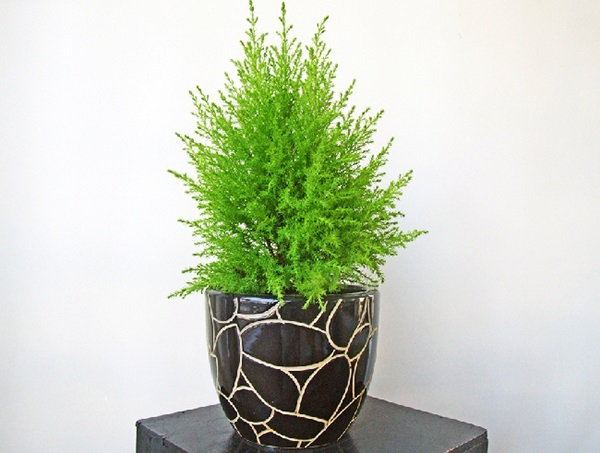 Các Loại Cây Mini Để Bàn Đảm Bảo Dễ Trồng Và Chăm Sóc