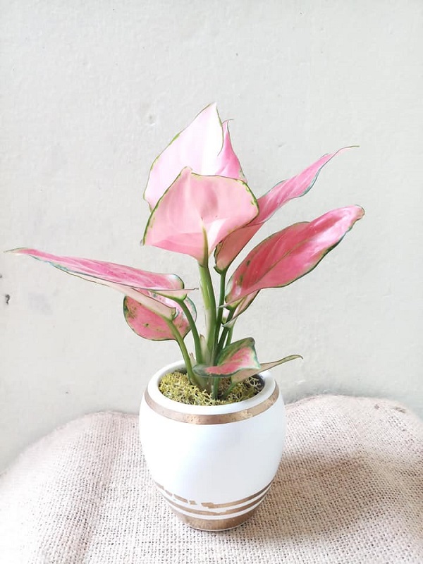 Cây vạn lộc mini đặt ở bàn làm việc không phải là ý tưởng tệ