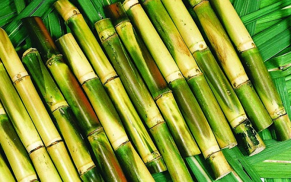 Các Loại Cây Nấu Nước Mát Thanh Lọc Cơ Thể - Giải Nhiệt