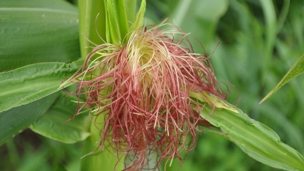 Râu ngô tạo vị ngọt thanh mát và hương thơm nhẹ cho món nước